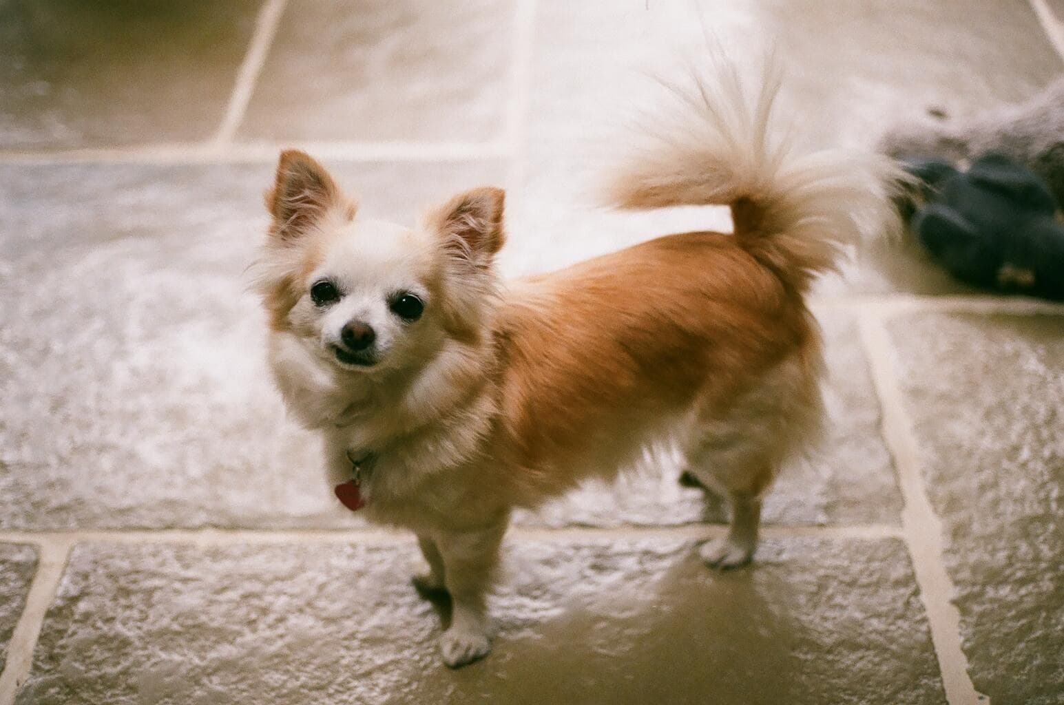 The expression makes this too: Daisy’s slight snaggletooth.