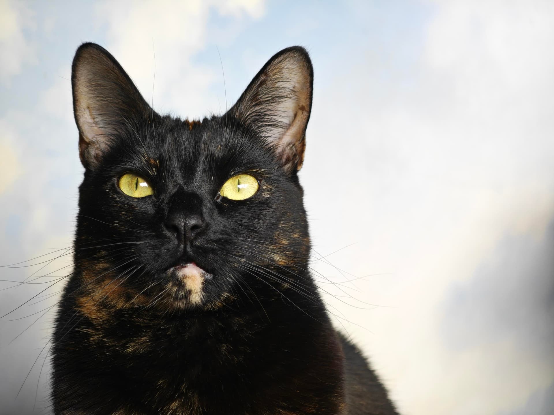 I’ve always thought of this as Loaf’s official school photo.