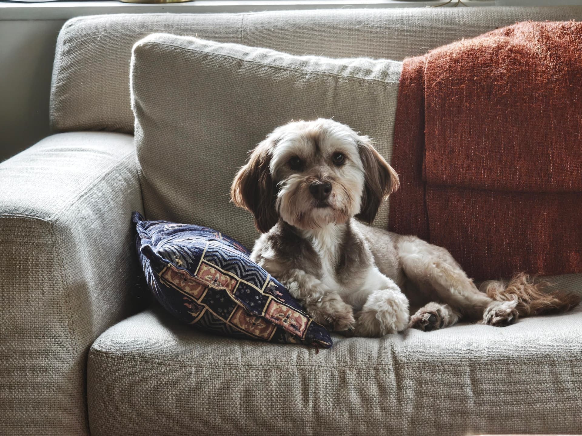 I crouched down across the room to line up this shot of Pebble on a couch.