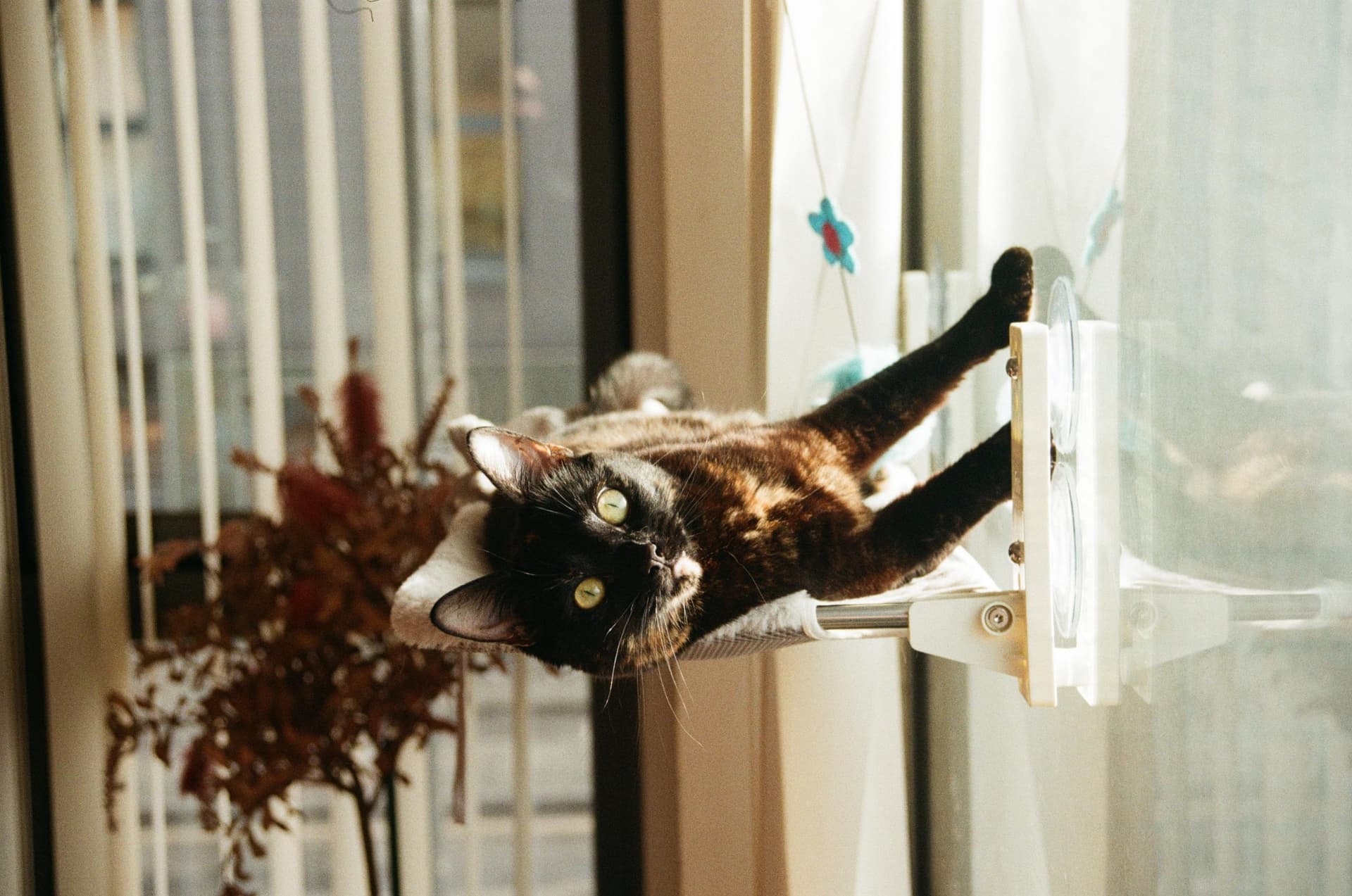 And this is Loaf.