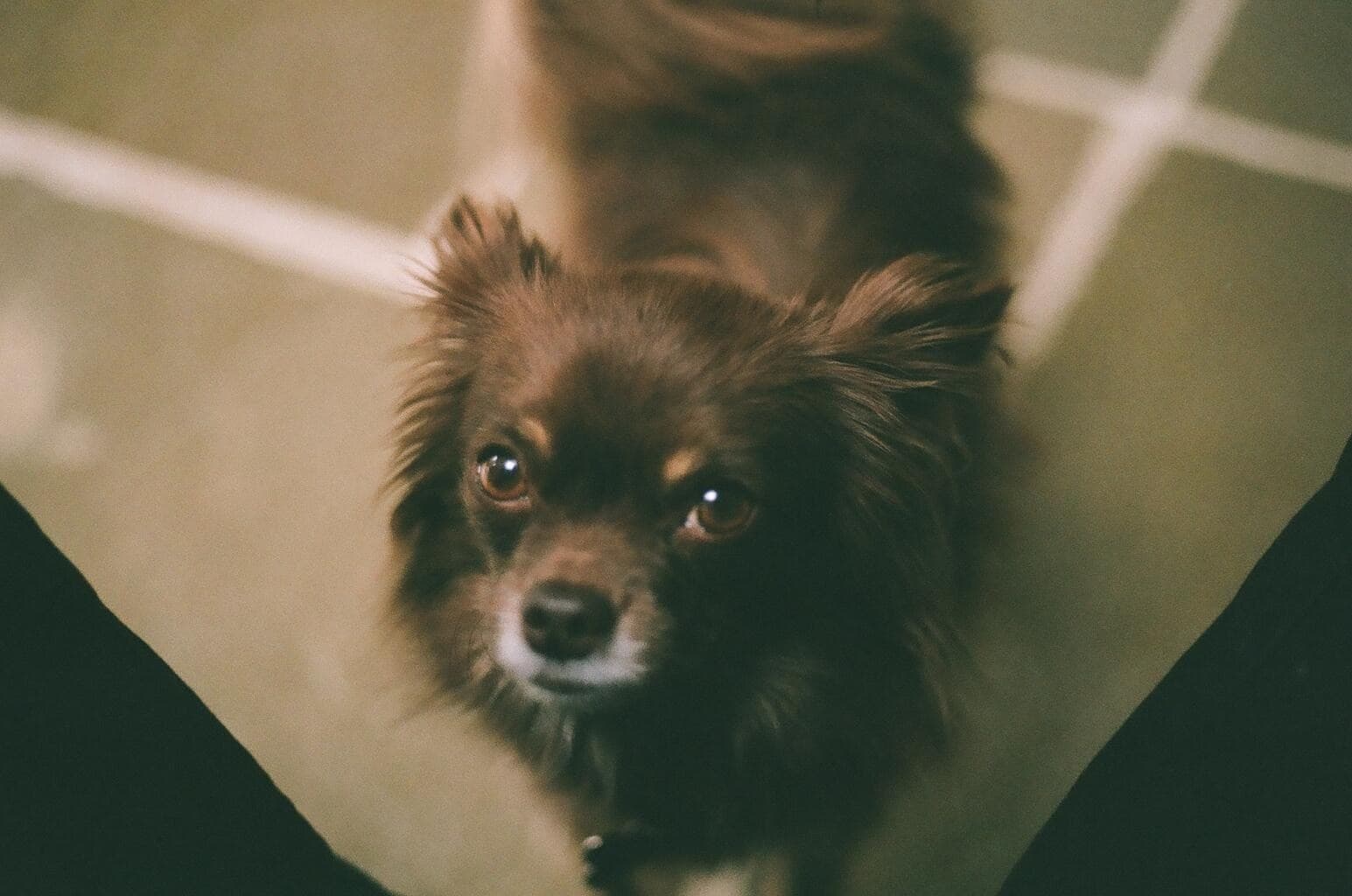 This photo is a little dark, but I love Rolo’s expression.