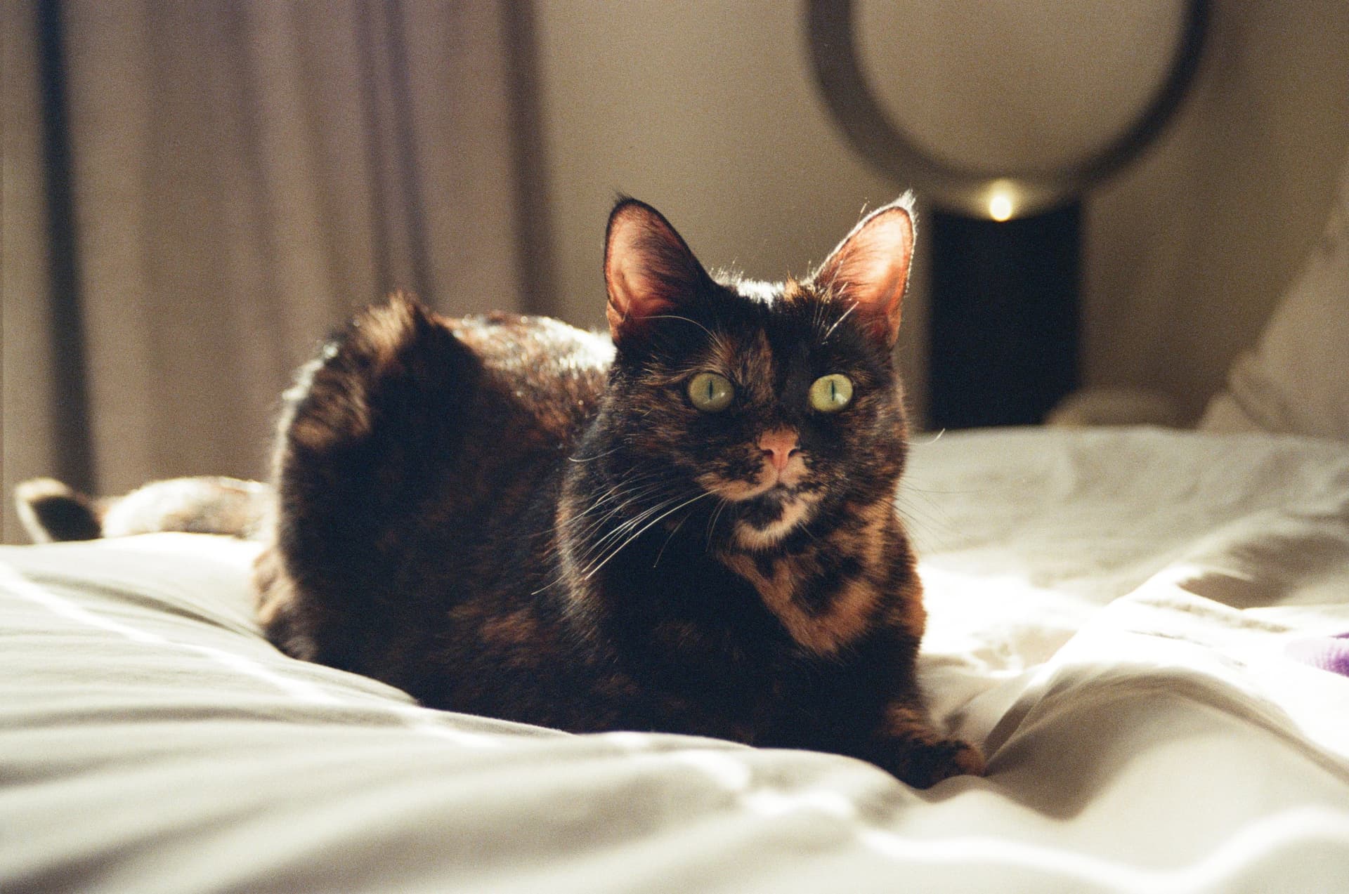 This is Noodle.